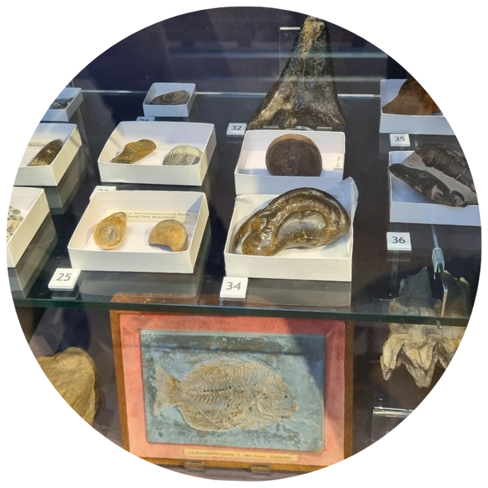 Glass display cabinet full of rocks and other geology related items