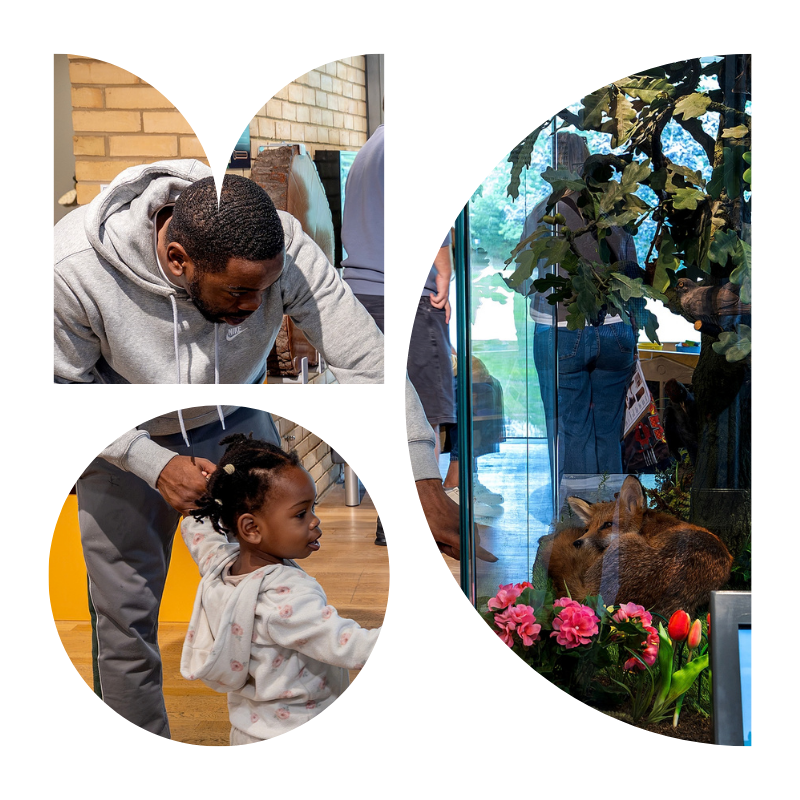 A family enjoys looking at a fox in the natural history display